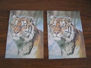 2 почтовые открытки Уссурийский тигр